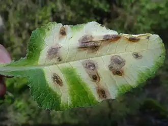 popis obrázku chybí