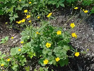 alternativní popis obrázku chybí