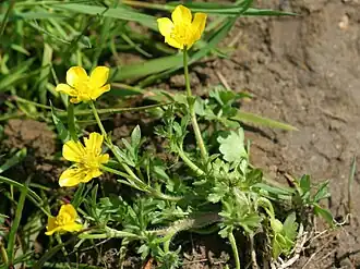 alternativní popis obrázku chybí