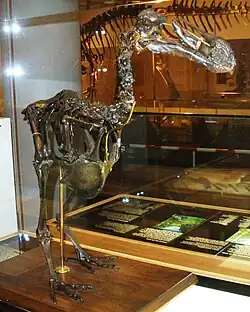 Fotografie muzejního exponátu, kostry stojící čelem doprava k fotografovi, na dřevěném podstavci; v pozadí muzejní vitrína