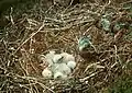 Vejce a mláďata v hnízdě