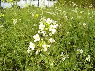 alternativní popis obrázku chybí