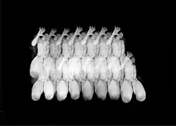 Tomasz Dobiszewski, Remedium, 2005, nasnímáno camerou obscurou