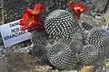 Rebutia krainziana v pražské botanické zahradě.