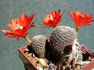 alternativní popis obrázku chybí