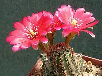 alternativní popis obrázku chybí