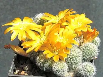 alternativní popis obrázku chybí