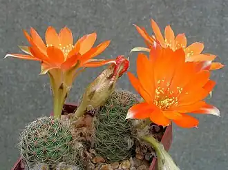 alternativní popis obrázku chybí