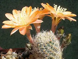 alternativní popis obrázku chybí