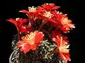 Rebutia nigricans má tmavočervené květy. Mediolobivia.