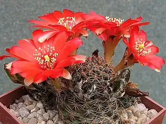 alternativní popis obrázku chybí