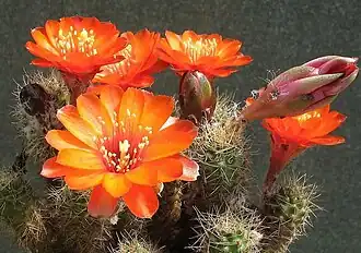 alternativní popis obrázku chybí