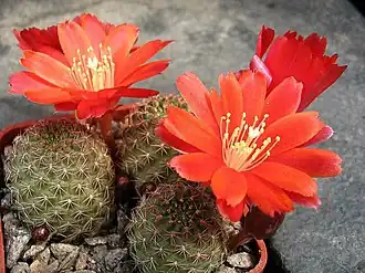 alternativní popis obrázku chybí