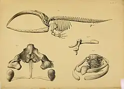 Stará zažloutlá ilustrace kostry velryby s lebkou zabírající zhruba třetinový podíl celkové délky, s páteří, hrudním košem, s kostrou přední končetiny, kde jsou snadno identifikovatelné lopatka, kosti pažní, loketní a vřetenní i kostra jednotlivých prstů. Rudimenty kostry zadní končetiny jsou zakresleny také v detailu, stejně jako zadní pohled na samotnou lebku a pohled na rudimentární hrudní kost se dvěma páry žeber a několika obratli.
