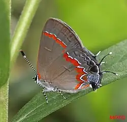 Americký modráskovitý motýl Calycopis cecrops