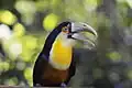 Tukan pestrý