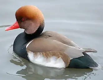 alternativní popis obrázku chybí