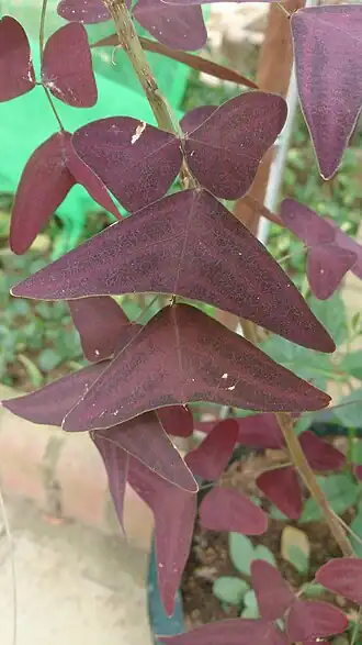 alternativní popis obrázku chybí