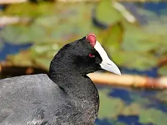 alternativní popis obrázku chybí