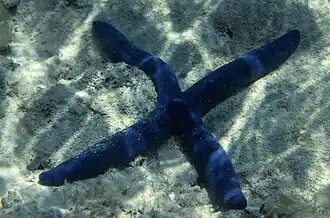 Čtyřřamenný jedinec