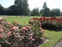 Záhony v parku s růžovými a červenými růžemi