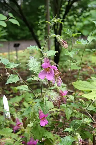 alternativní popis obrázku chybí