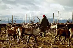 Stádo sobů u plotu, uprostřed jedna postava zezadu