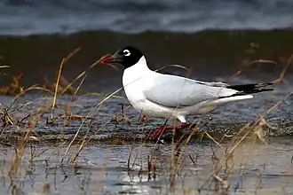 alternativní popis obrázku chybí