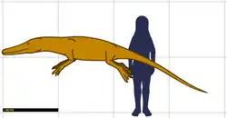 Náčrt siluety remingtonoceta (štíhlé zvíře s dlouhým ocasem a krátkýma nohama) ve srovnání s lidskou siluetou na pozadí; ze srovnání siluet i z vloženého měřítka vyplývá, že kytovec měřil i s ocasem přes 3,5 metru.