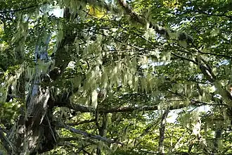 Lišejník provazovka vousatá (Usnea barbata) na pabucích