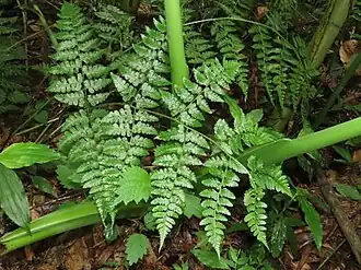 popis obrázku chybí