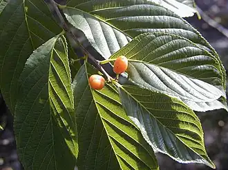 alternativní popis obrázku chybí