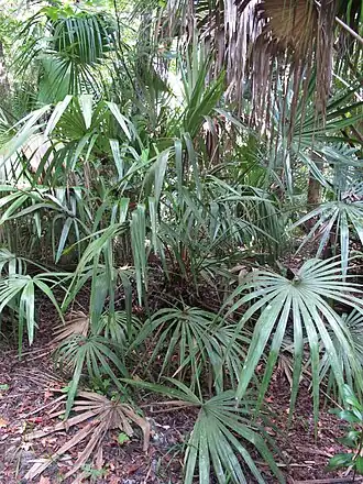 alternativní popis obrázku chybí