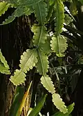 Ripsalis Rhipsalis crispata, kaktusovité