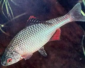 Hořavka duhová (Rhodeus sericeus)[15]