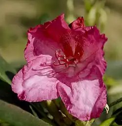 Rhododendron hybrid 'Walküre'[12]