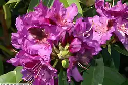 Rhododendron 'Purple Splendour'[12]