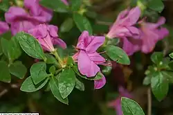 Rhododendron 'Violetta'[12]