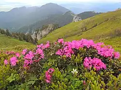 Kvetoucí rostlina na subalpínské louce, v pozadí hory