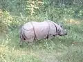 Nosorožec v Národním parku v Nepálu