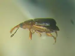 alternativní popis obrázku chybí