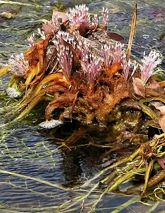 alternativní popis obrázku chybí