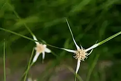 Rhynchospora colorata v botanické zahradě v Liberci