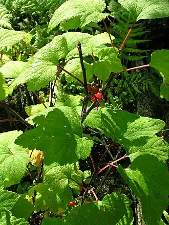 alternativní popis obrázku chybí