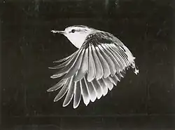 Černobílá fotografie pokřovníka během letu. Mezi zobákem svírá nějaký hmyz