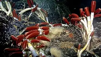 alternativní popis obrázku chybí