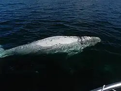 Fotografie bílého mláděte pod mořskou hladinou. Mládě má protáhlé tělo, fotografie je pořízena z lodi
