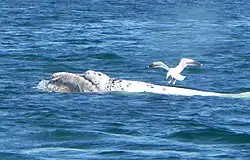 Fotografie moře, z nějž vyčnívá bílý hřbet velryby, nad kterým se nachází právě přistávající racek