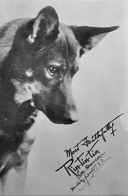 Rin Tin Tin v roce 1930