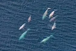 Fotografie ze vzduchu, na které lze vidět moře s asi 8 běluhami plujícími při hladině